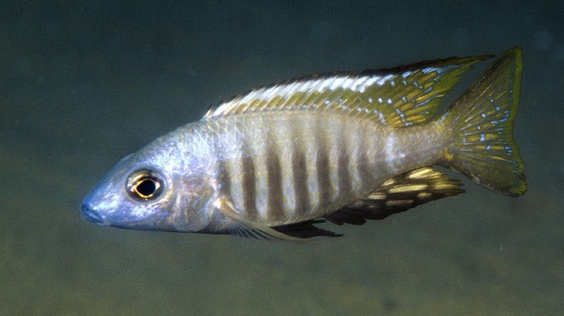 Aulonocara aquilonium 'Mdoka Reef'